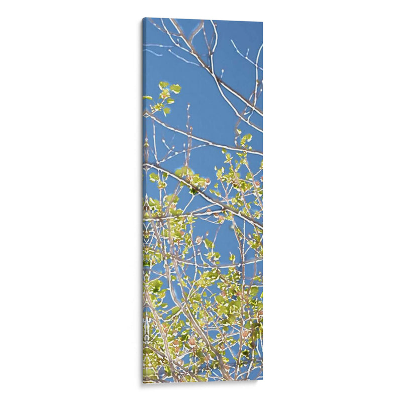 Poplars De Primavera Iv - Sharon Chandler | Cuadro decorativo de Canvas Lab