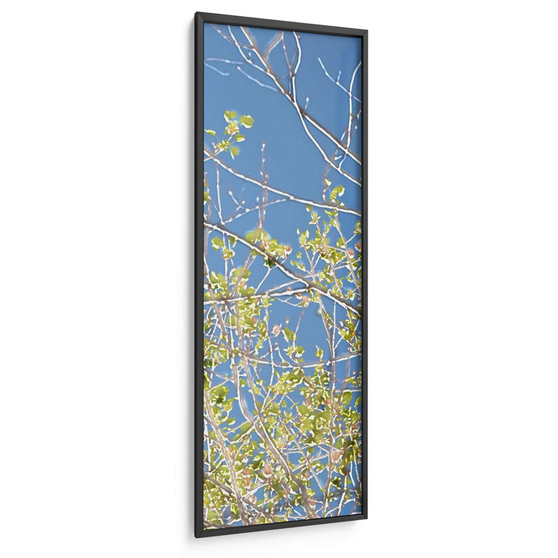 Poplars De Primavera Iv - Sharon Chandler | Cuadro decorativo de Canvas Lab