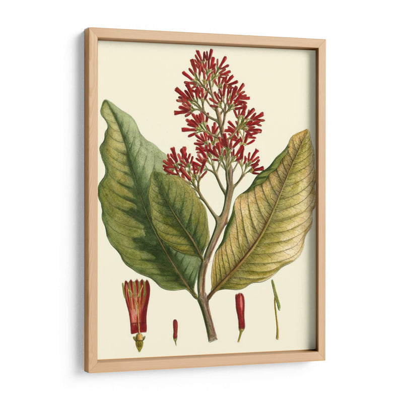 Crimson Botanical Ii - Hierseman | Cuadro decorativo de Canvas Lab