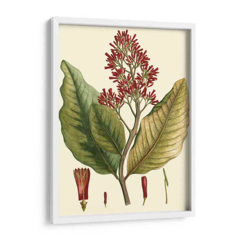 Crimson Botanical Ii - Hierseman | Cuadro decorativo de Canvas Lab