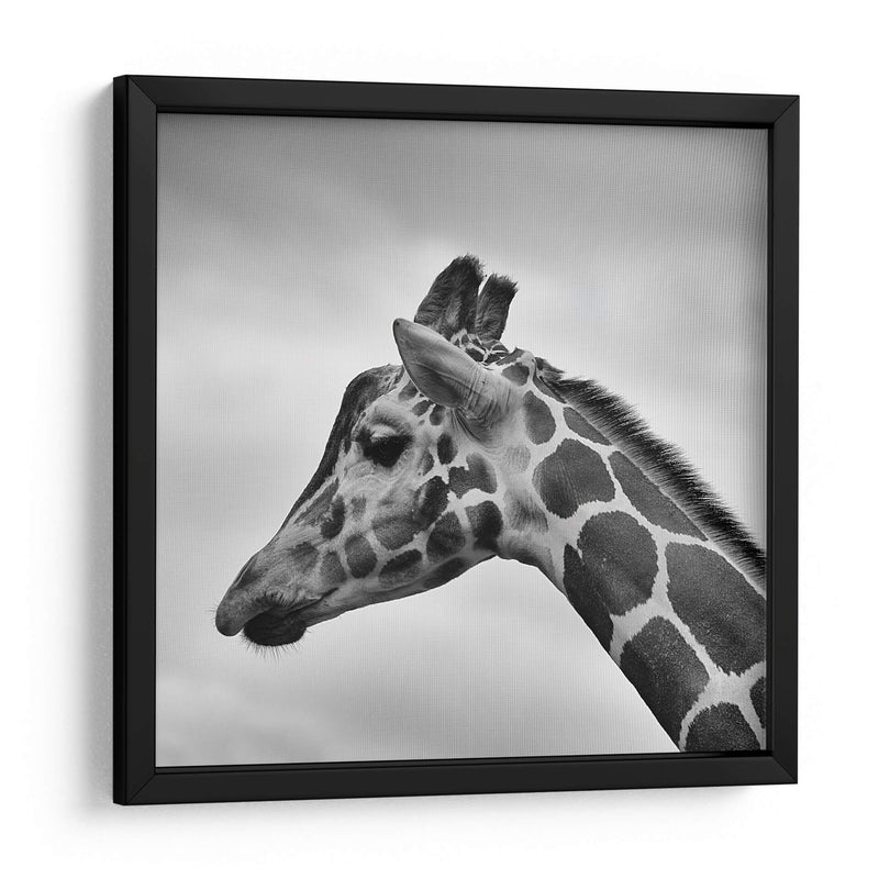 Jirafa en blanco y negro | Cuadro decorativo de Canvas Lab