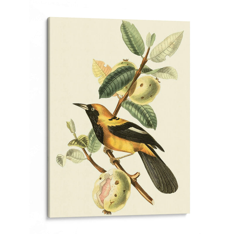 Cuvier Exotic Birds Ii - Becky Davis | Cuadro decorativo de Canvas Lab