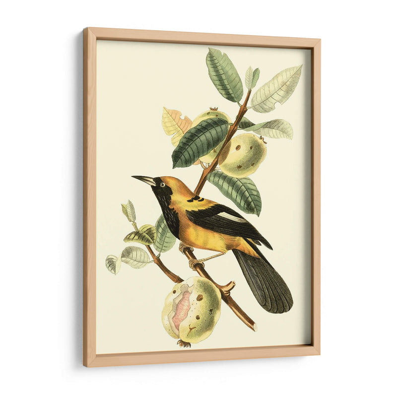 Cuvier Exotic Birds Ii - Becky Davis | Cuadro decorativo de Canvas Lab