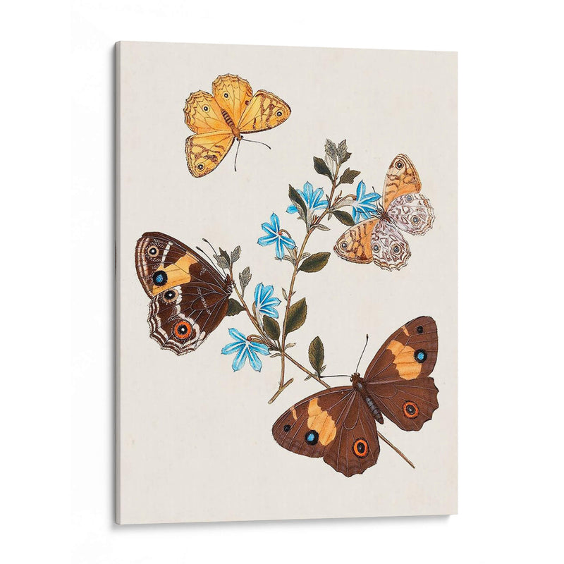 Mariposas Y Polillas I | Cuadro decorativo de Canvas Lab