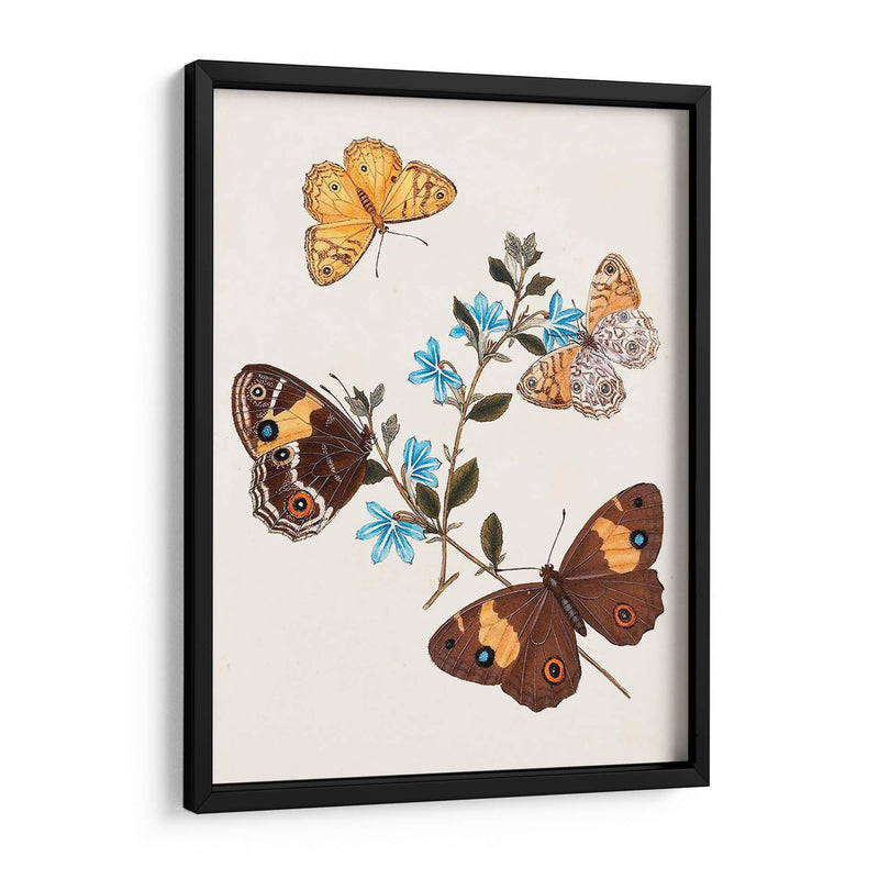 Mariposas Y Polillas I | Cuadro decorativo de Canvas Lab