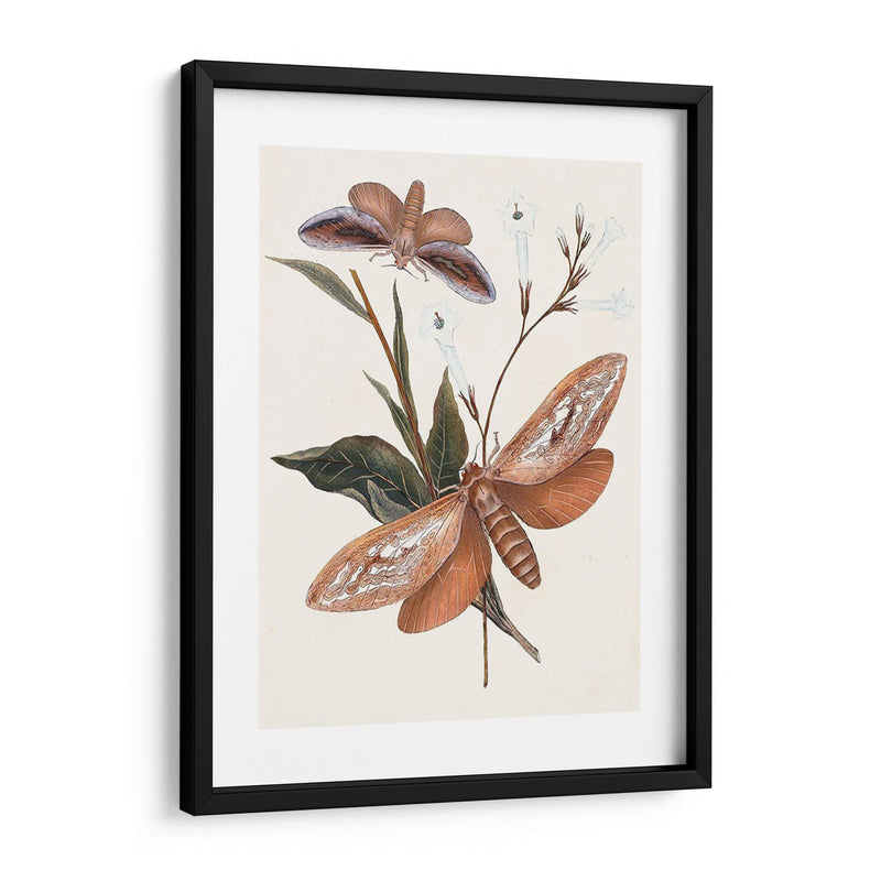 Mariposas Y Polillas Ii | Cuadro decorativo de Canvas Lab