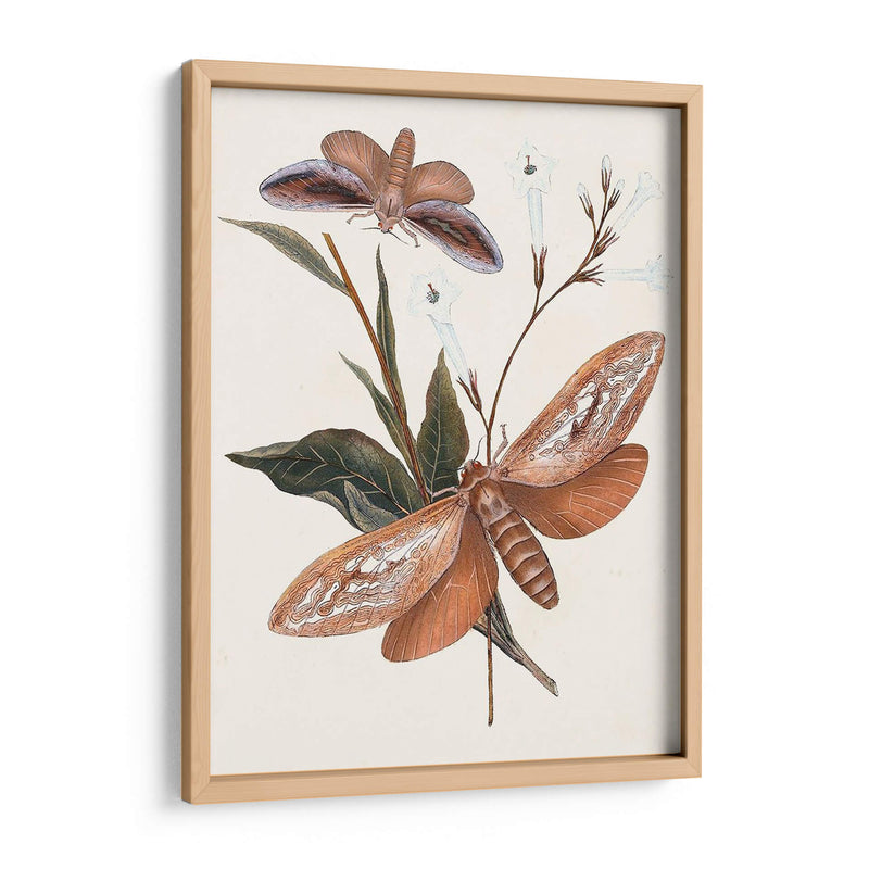Mariposas Y Polillas Ii | Cuadro decorativo de Canvas Lab