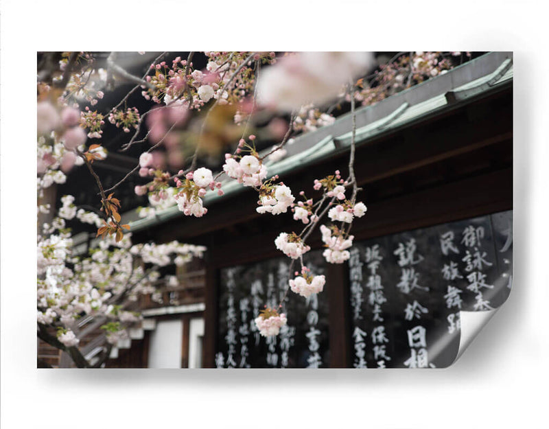 La dulce Sakura | Cuadro decorativo de Canvas Lab