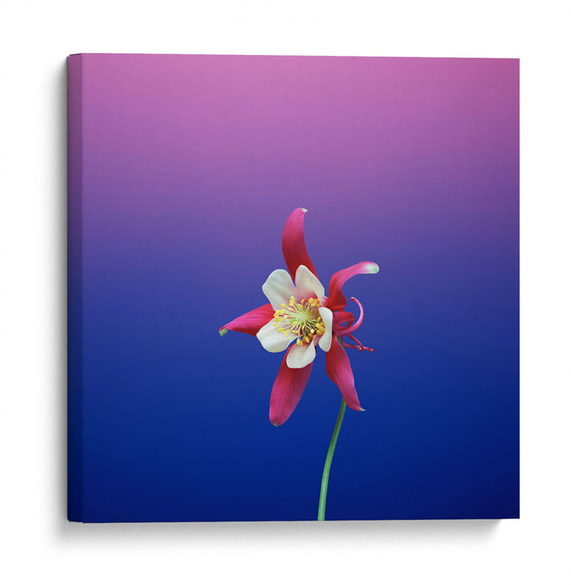 La flor estrella | Cuadro decorativo de Canvas Lab
