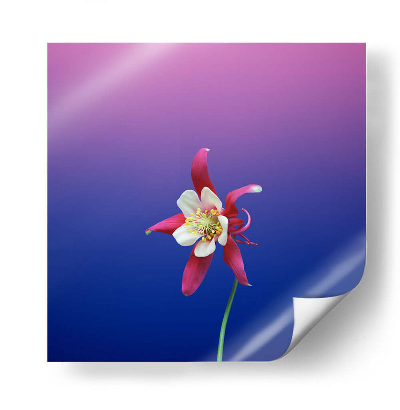 La flor estrella | Cuadro decorativo de Canvas Lab