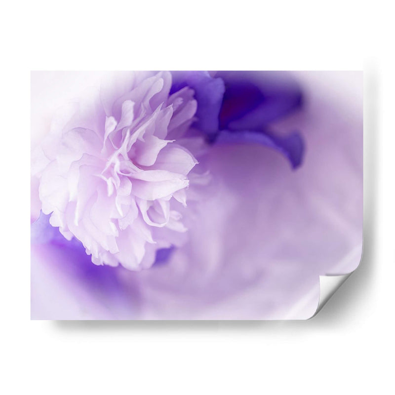 Florales De Ensueño En Violeta I - Paul McCreery | Cuadro decorativo de Canvas Lab