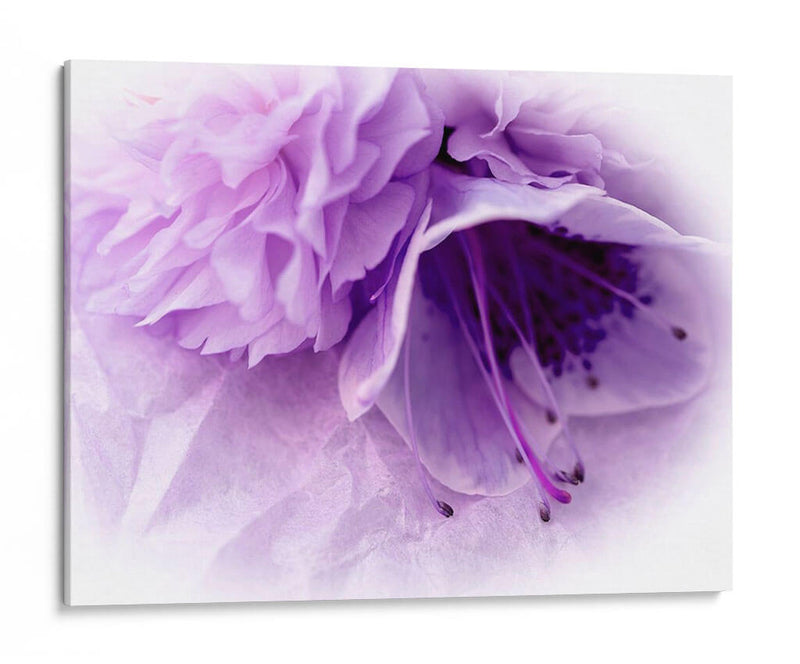Florales De Ensueño En Violeta Iii - Paul McCreery | Cuadro decorativo de Canvas Lab
