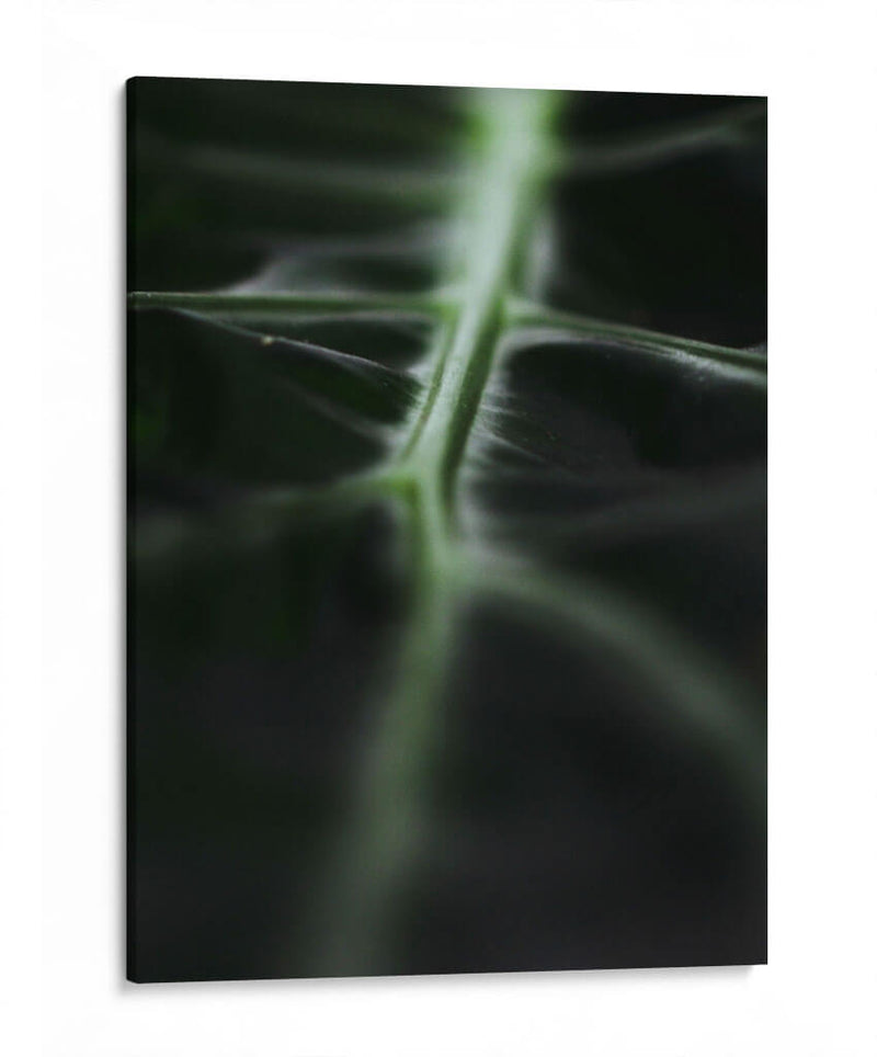 La vena verde | Cuadro decorativo de Canvas Lab