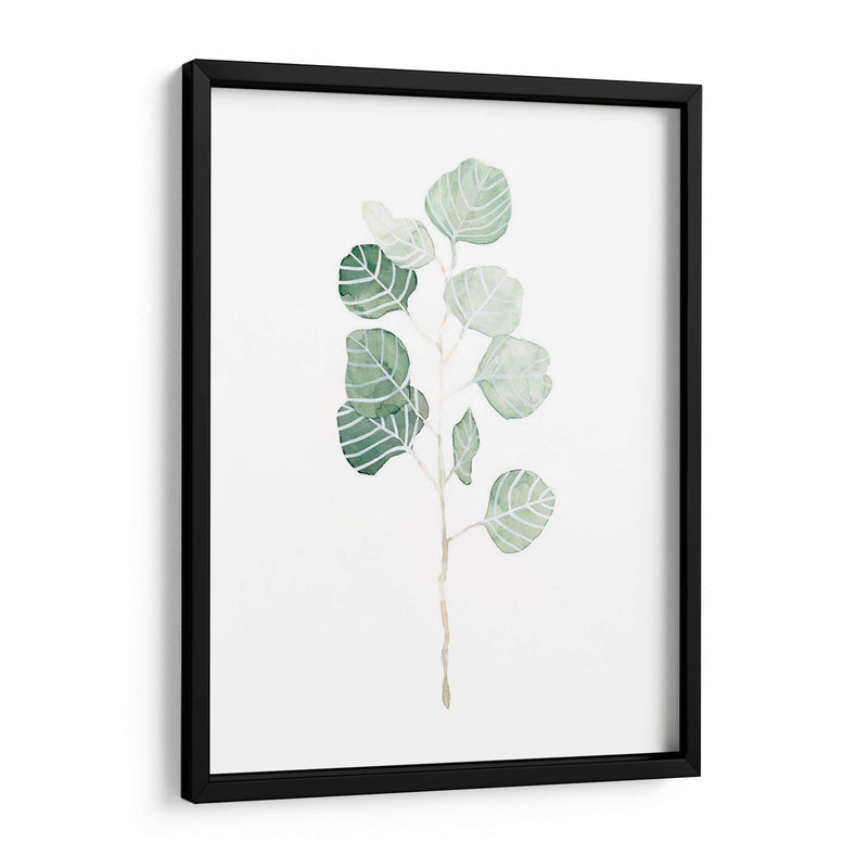 Soft Eucalyptus Branch I - Emma Scarvey | Cuadro decorativo de Canvas Lab