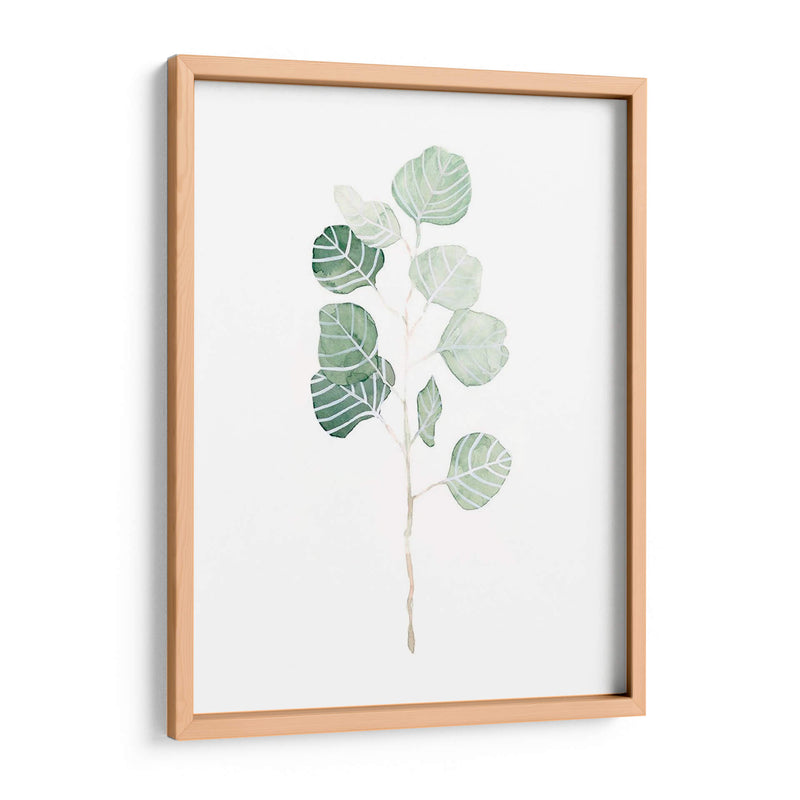 Soft Eucalyptus Branch I - Emma Scarvey | Cuadro decorativo de Canvas Lab
