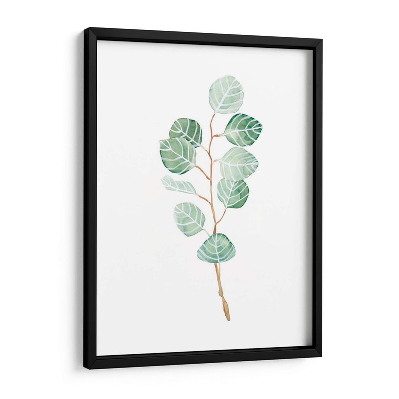 Soft Eucalyptus Branch Iii - Emma Scarvey | Cuadro decorativo de Canvas Lab