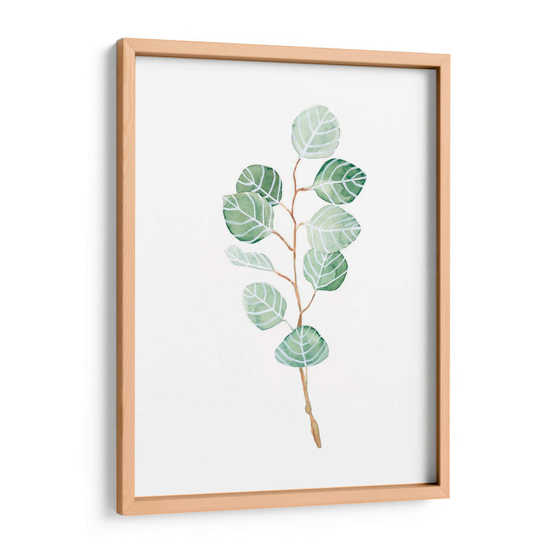 Soft Eucalyptus Branch Iii - Emma Scarvey | Cuadro decorativo de Canvas Lab
