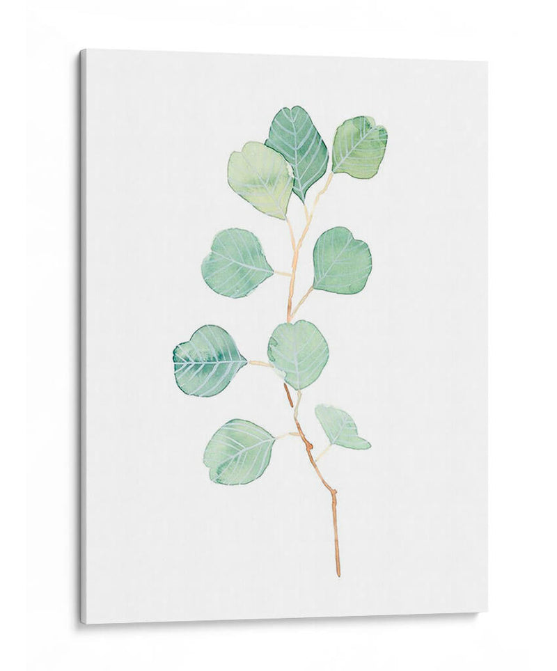 Soft Eucalyptus Branch Iv - Emma Scarvey | Cuadro decorativo de Canvas Lab