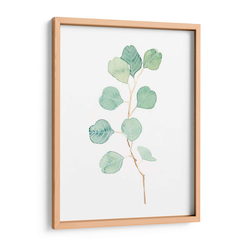Soft Eucalyptus Branch Iv - Emma Scarvey | Cuadro decorativo de Canvas Lab