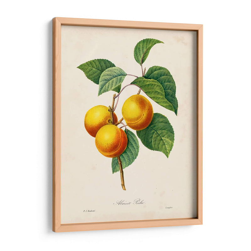 Redutes Fruta I - Pierre Redoute | Cuadro decorativo de Canvas Lab