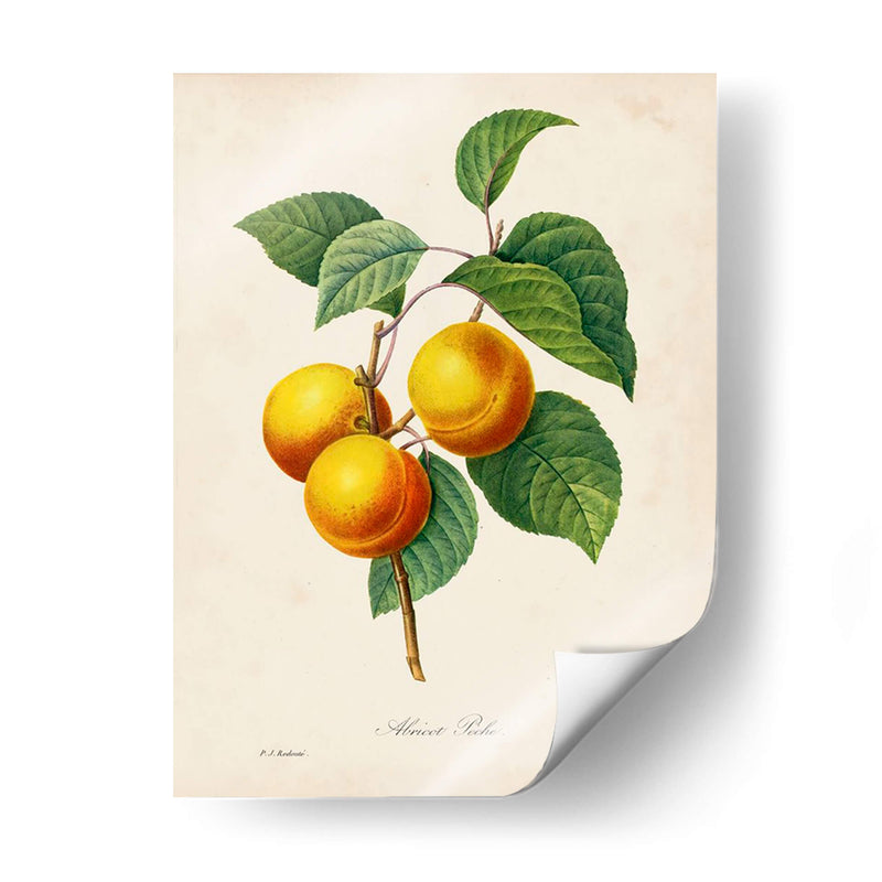 Redutes Fruta I - Pierre Redoute | Cuadro decorativo de Canvas Lab