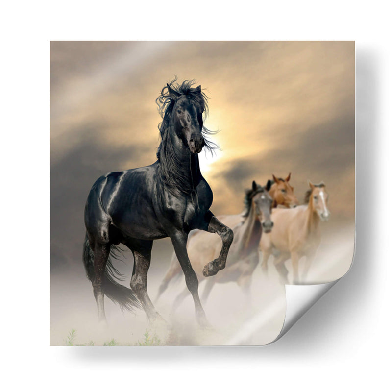 El brillo del caballo | Cuadro decorativo de Canvas Lab