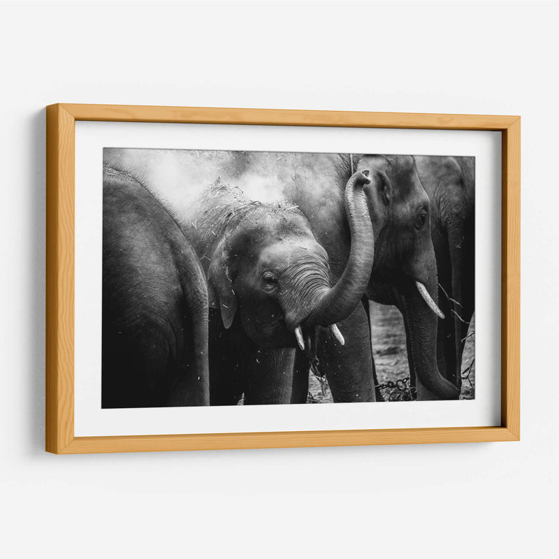 Elefante pequeño | Cuadro decorativo de Canvas Lab