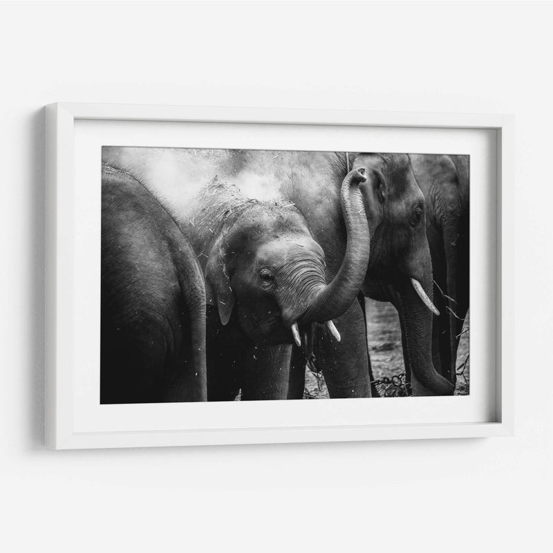 Elefante pequeño | Cuadro decorativo de Canvas Lab
