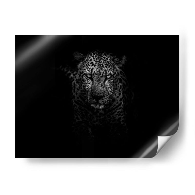 Leopardo en la penumbra | Cuadro decorativo de Canvas Lab