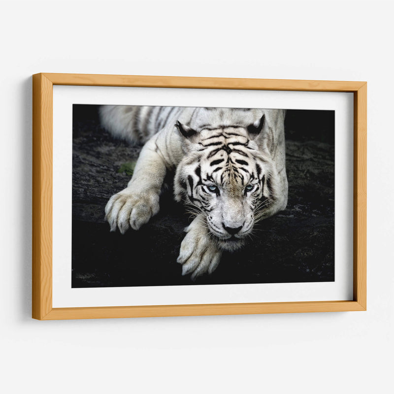 Tigre blanco recostado | Cuadro decorativo de Canvas Lab