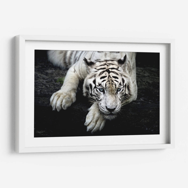 Tigre blanco recostado | Cuadro decorativo de Canvas Lab