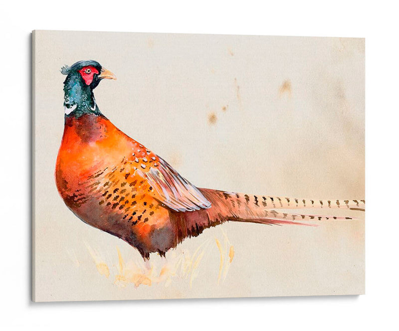 Pheasantry Ii - B. Hoola Van Nooten | Cuadro decorativo de Canvas Lab