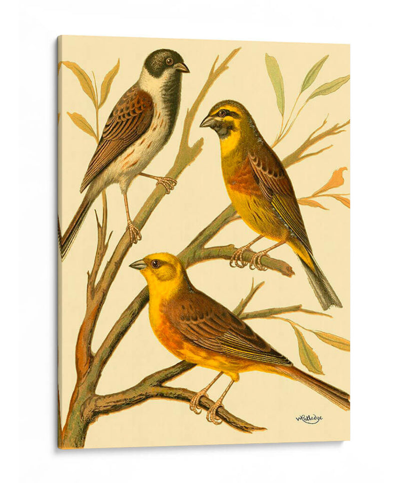 Familia De Aves Domésticas I - Bellissimo Art | Cuadro decorativo de Canvas Lab