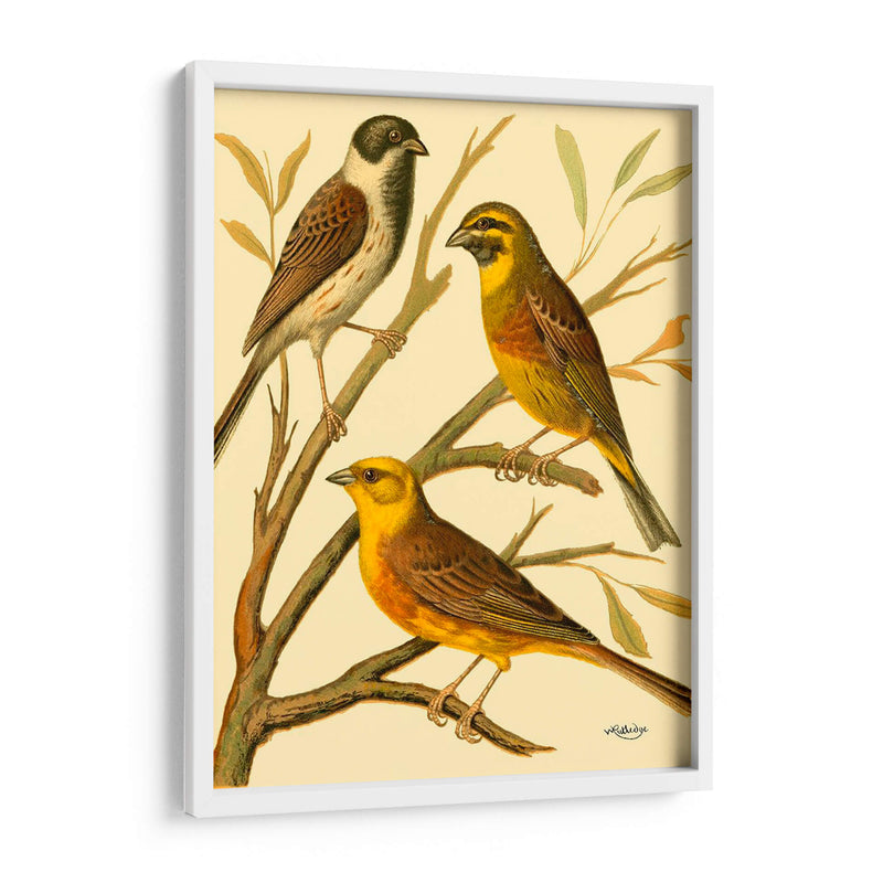 Familia De Aves Domésticas I - Bellissimo Art | Cuadro decorativo de Canvas Lab