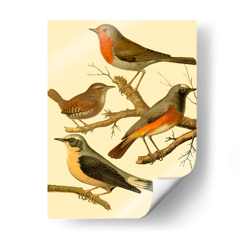 Familia De Aves Domésticas Iii - Bellissimo Art | Cuadro decorativo de Canvas Lab
