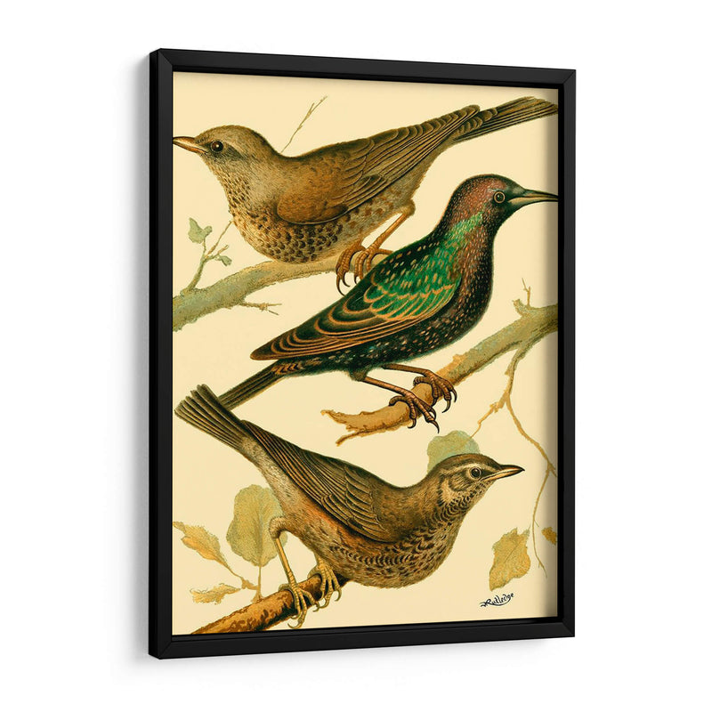 Familia Nacional De Aves Iv - Bellissimo Art | Cuadro decorativo de Canvas Lab