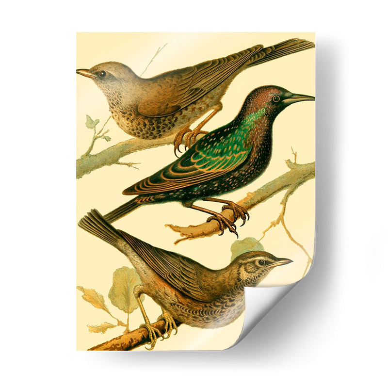 Familia Nacional De Aves Iv - Bellissimo Art | Cuadro decorativo de Canvas Lab
