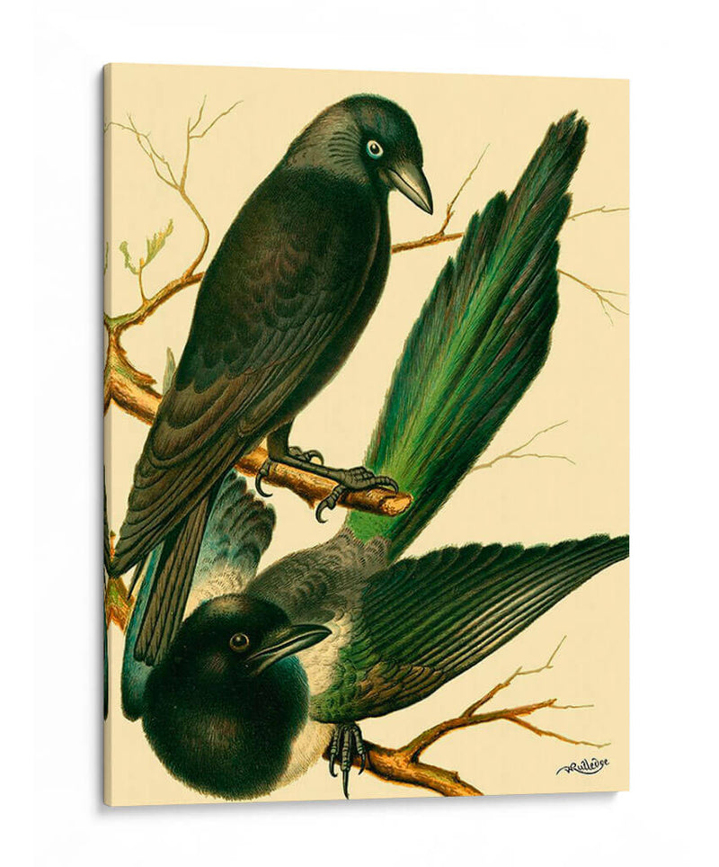 Familia De Aves Domésticas V - Bellissimo Art | Cuadro decorativo de Canvas Lab