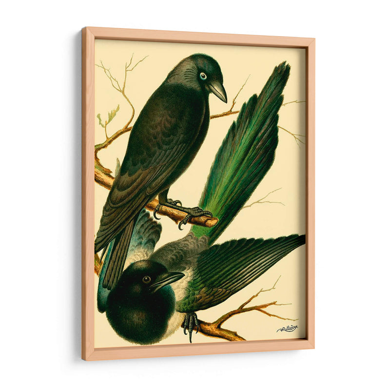 Familia De Aves Domésticas V - Bellissimo Art | Cuadro decorativo de Canvas Lab