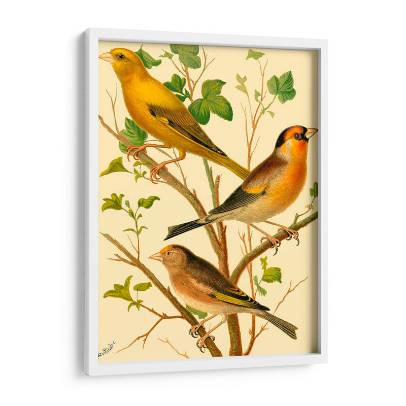 Familia De Aves Domésticas Vi - Bellissimo Art | Cuadro decorativo de Canvas Lab