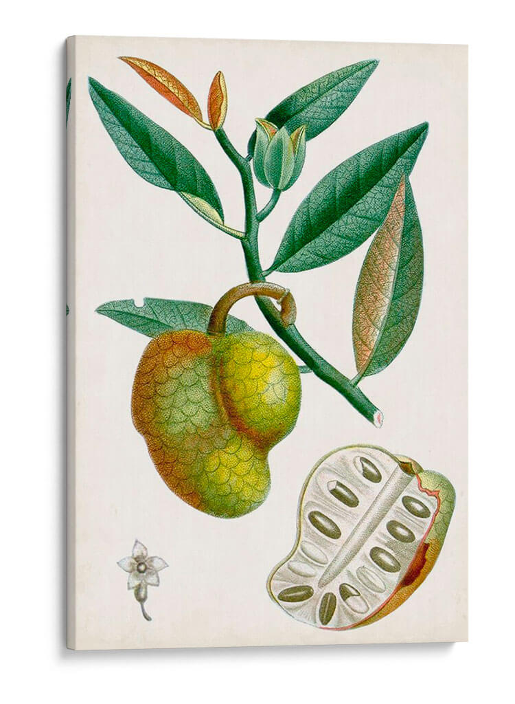 Turpin Tropical Fruit Iii - Turpin | Cuadro decorativo de Canvas Lab