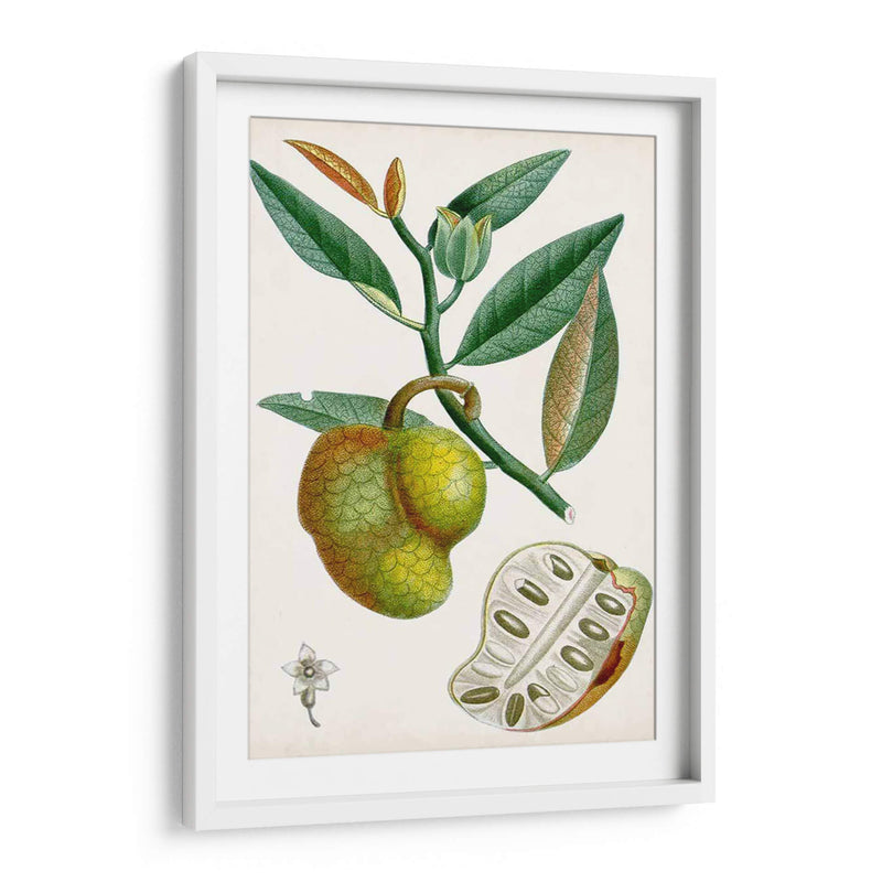Turpin Tropical Fruit Iii - Turpin | Cuadro decorativo de Canvas Lab