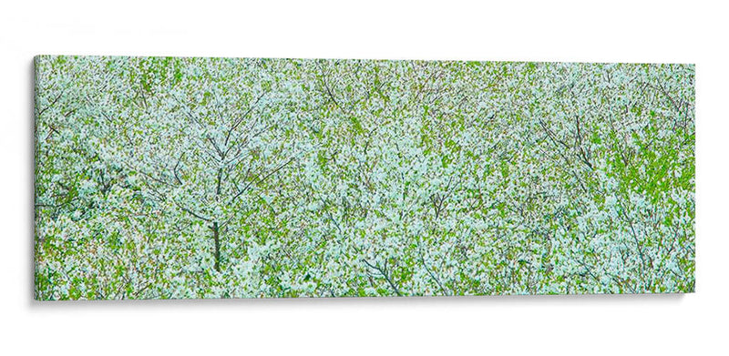 Panorama De Árbol I - James McLoughlin | Cuadro decorativo de Canvas Lab