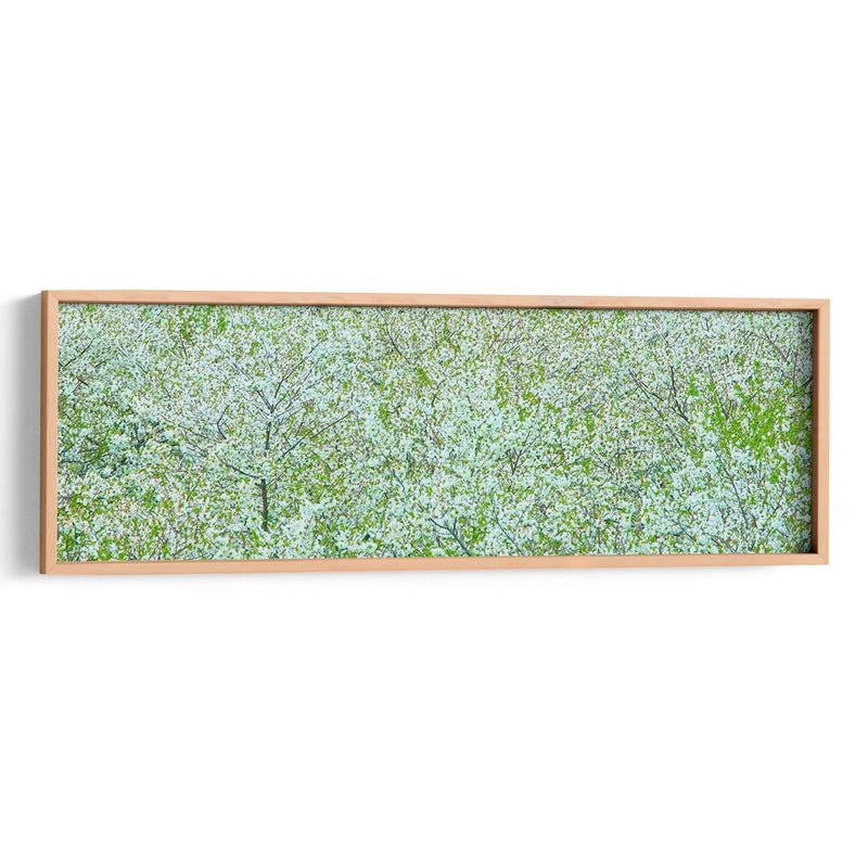 Panorama De Árbol I - James McLoughlin | Cuadro decorativo de Canvas Lab