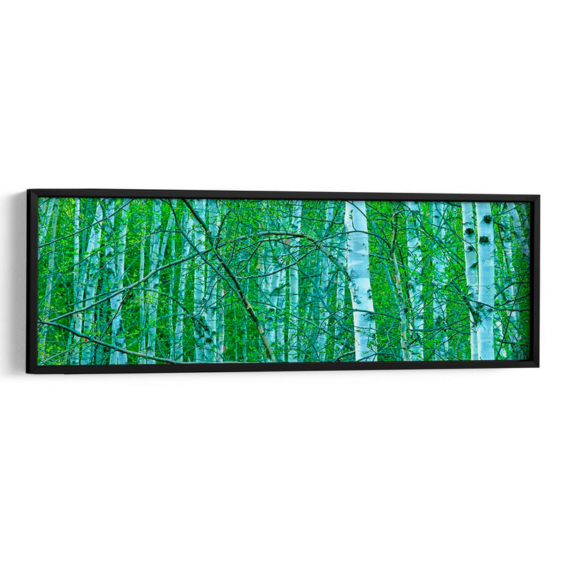 Panorama De Árbol V - James McLoughlin | Cuadro decorativo de Canvas Lab