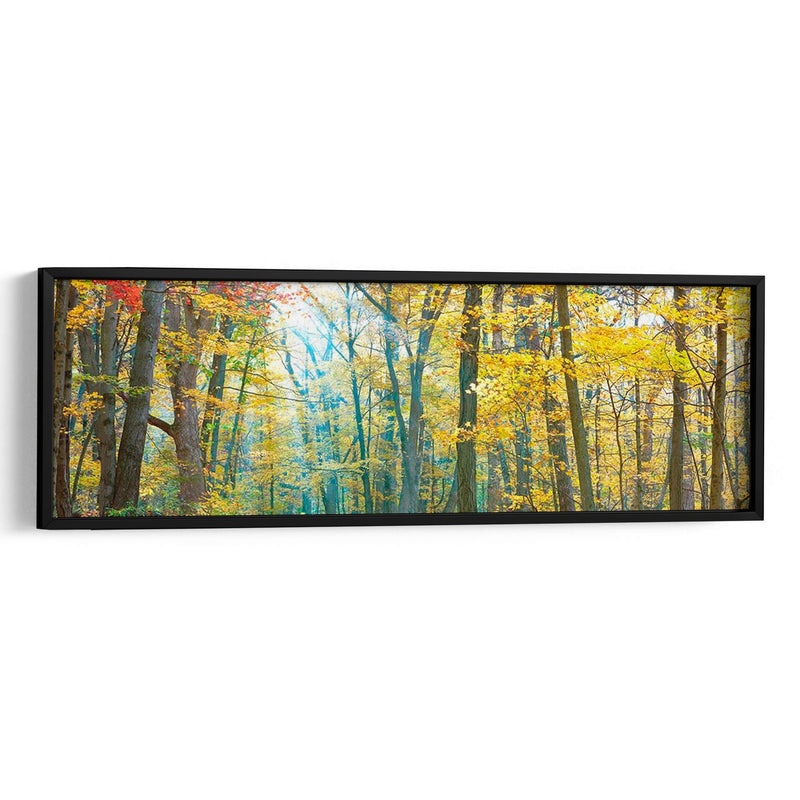 Panorama De Árbol Viii - James McLoughlin | Cuadro decorativo de Canvas Lab