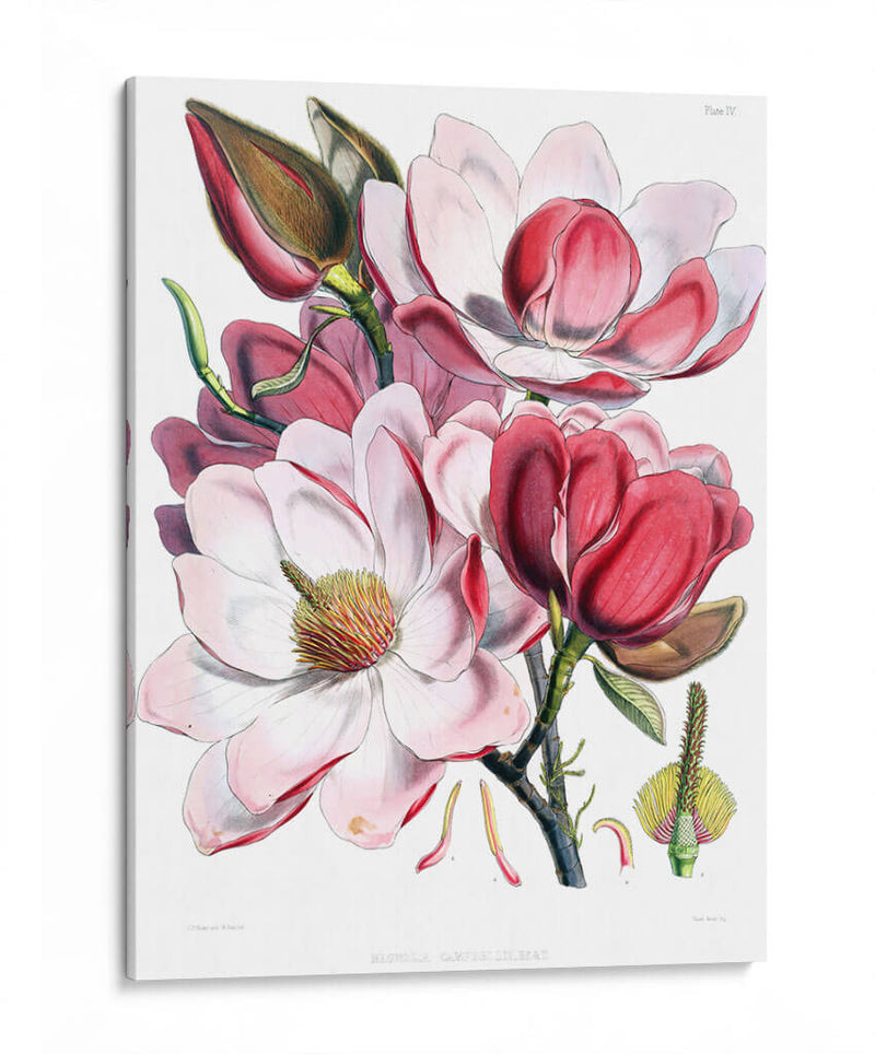Las magnolias | Cuadro decorativo de Canvas Lab