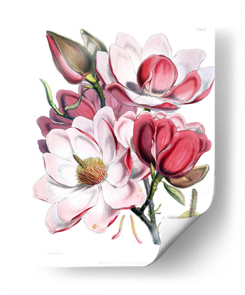 Las magnolias | Cuadro decorativo de Canvas Lab