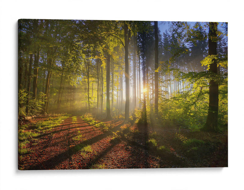 El sol entre el bosque | Cuadro decorativo de Canvas Lab
