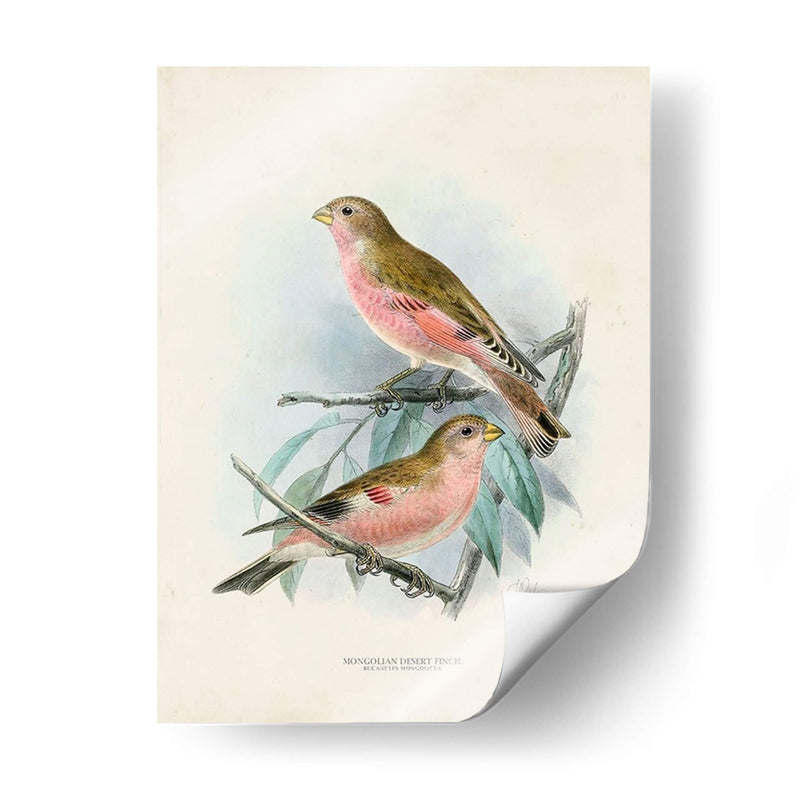 Aves Antiguas Iv | Cuadro decorativo de Canvas Lab